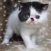 CFA Exotic Shorthair - Female