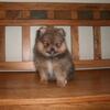 Pomeranian Puppies M/F