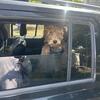 Golden Doodle Puppy Needs Rehome