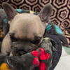 French bulldog in Johnson City 