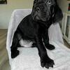 Cane Corso Litter of Puppies
