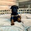 Akc Doberman puppies available 