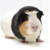 Pair of Adult Female Guinea Pigs Up for Adoption -- "Chip" & "Zora"