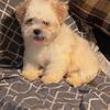 White Female Shih Tzu puppy