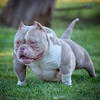 American Bully Stud Service