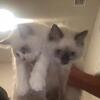 Ragdoll kittens