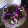 Boston terrier puppies