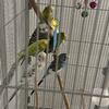 Rehoming sweet adult parakeets.