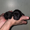 World Champion Cane Corso Puppies 