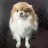 Wanted - Looking for a small light-colored Pomeranian stud Pom