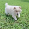 Ckc Registered Chow chow