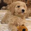Golden doodles 