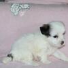  Shichon (Teddy Bear) Hazel Female