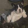 AKC French Bulldogs Don’t Miss Out