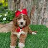 F1b Mini Goldendoodle