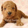 AKC Red Toy Poodle Puppies 