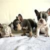 Quality Frenchie pups for a Steal!!
