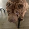 Akc Shar pei- free to a good home