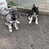 AKC German Shepherd Puppies 
