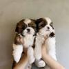 Shih Tzu Puppies for Sale