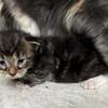 Black/Amber Classic tabby Maine Coon kitten "DUDE"
