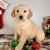 AKC Golden Retriever Puppies