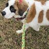 Saint Bernard Puppy