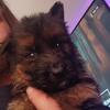 German Shepherd puppies