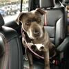 Rehoming female pitbull 