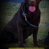 AKC English Chocolate male for Stud !