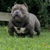 Males American bully