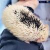 Four male Pinto hedgehogs are in need of home 