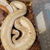 Superbee poss paradox female adult