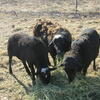Various Sheep For Sale