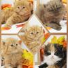 CFA Persian Kittens Health Tested Lines