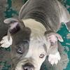 Female pocket bully 4months 1500 available asap!