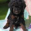 Beautiful AKC mini poodles