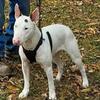 Bull Terrier