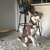 ❄️ 4-Month-Old Siberian Husky Puppy – Rehoming ($1000)