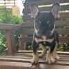 Black & Tan Tri French Bulldog Puppy
