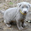 AKC Silver Labrador Retreiver Puppies for Adoption!