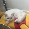British Shorthair for SALE