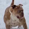 American bulldog female in heat right now