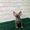 SPHYNX KITTENS Martin male sphynx