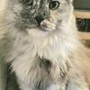 3 year old female maine coon