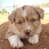 Beautiful purebred Mini Australian Shepherd puppies!