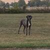 Blue Great Dane female/ proven/ AKC registered 