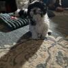 AKC Shih Tzu puppies 