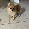 Pomeranian Puppy 