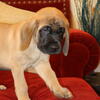AKC English Mastiff Puppies